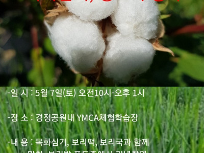 [알림] 하남YMCA 목화심기, 청보리행사